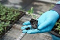 Seedling in hand with gloves