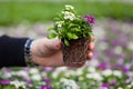 Seedling holding Close up of pretty pink, white and purple Alyssum flowers, the Cruciferae annual flowering plant Royalty Free Stock Photo