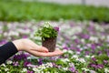 Seedling holding Close up of pretty pink, white and purple Alyssum flowers, the Cruciferae annual flowering plant Royalty Free Stock Photo