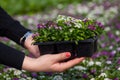 Seedling holding Close up of pretty pink, white and purple Alyssum flowers, the Cruciferae annual flowering plant Royalty Free Stock Photo