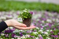 Seedling holding Close up of pretty pink, white and purple Alyssum flowers, the Cruciferae annual flowering plant Royalty Free Stock Photo