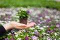 Seedling holding Close up of pretty pink, white and purple Alyssum flowers, the Cruciferae annual flowering plant Royalty Free Stock Photo