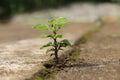 Seedling of a holy basil or tulsi plant emerging from a concrete showing concept of faith, Basil is used as a medicinal plant