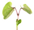 Seedling of Hyacinth Bean or Dolichos isolated on white background Royalty Free Stock Photo