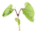 Seedling of Hyacinth Bean or Dolichos isolated on white background Royalty Free Stock Photo
