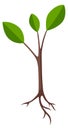 Seedling icon. Green tree seed growing plant