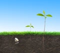 Seedling illustration soil