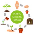 Seedling infographics with phases of plant growth. Image for advertising booklets, banners, flayers and articles