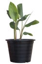 Seedling Kaempfer or Boesenbergia rotunda L. Mansf plant growing in black plastic pot, underground rhizome is a Thai herb. Royalty Free Stock Photo