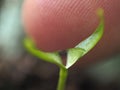 Seedling Leaf with water drop and finger