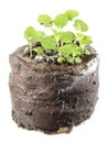 Seedling of Mexican giant hyssop in clod of soil isolated on white background