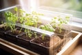 Seedling in mini greenhouse at home, concept of Plant propagation