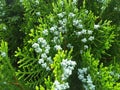 Seedling in the morpankh thuja tree in Spring