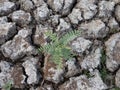 Seedling with Multiple Small Leaves Sprouting in Parched Earth