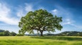 seedling oak tree sapling Royalty Free Stock Photo