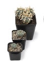 Seedling, old and older lophophora williamsii, Peyote