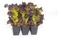 Seedling of organic red lettuce leaves isolated on a white background Royalty Free Stock Photo