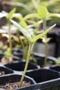 Seedling outside in a seed tray