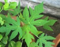 The Seedling of papaya in the garden