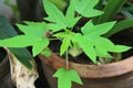The Seedling of papaya in the pot.