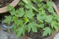 The Seedling of papaya in pot Orchard