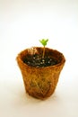 Seedling on peat pot Royalty Free Stock Photo