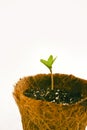 Seedling in peat pot closeup Royalty Free Stock Photo