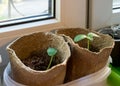Seedling in peat pots on a windowsill flats