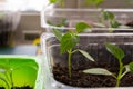 a seedling of peppers. Small sprouts in pots Royalty Free Stock Photo