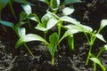 Seedling Of Peppers. Young Green Plants Peppers With Leaves Grow From Seeds In Ground