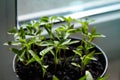 Seedling Of Peppers. Young Green Plants Peppers With Leaves Grow From Seeds In Ground In Boxes On Windowsill Indoor. Royalty Free Stock Photo