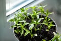 Seedling Of Peppers. Young Green Plants Peppers With Leaves Grow From Seeds In Ground In Boxes On Windowsill Indoor. Royalty Free Stock Photo