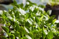 Seedling Of Peppers. Young Green Plants Peppers With Leaves Grow From Seeds In Ground In Boxes On Windowsill Indoor. Royalty Free Stock Photo