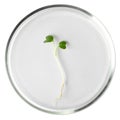 Seedling in petri dish