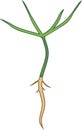 Seedling of pine-tree with green needles and root system