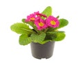 Seedling of pink primrose Royalty Free Stock Photo
