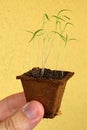 Seedling plant of Dill, latin name Anethum graveolens, growing from small rectangular cardboard rooting pot Royalty Free Stock Photo