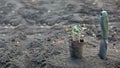 Seedling plant with green leaves in eco-decaying pot stands on the ground. Royalty Free Stock Photo