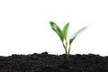 Seedling and plant growing in soil isolated on white background and copy space for insert text Royalty Free Stock Photo