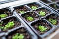 seedling plants growing in germination black plastic tray, selective focus