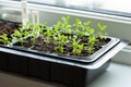 Seedling plants growing in germination plastic tray