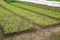 Rural farm field with rows of young seedling plants in raised garden beds