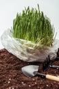 seedling in plastic bag on soil with garden shovel and rake