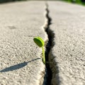 The seedling punches a crack in the asphalt. Royalty Free Stock Photo