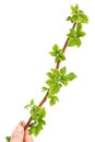 Seedling raspberries isolated on white background