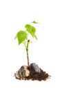 Seedling in rocks and soil Royalty Free Stock Photo