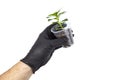 Seedling or small green plant in a plastic cup in the hand of a man in a black glove on a white isolated Royalty Free Stock Photo