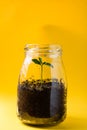 Seedling with soil in a glass pot and yellow background