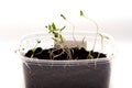 Seedling and sprout of green grass in a pot on a white background Royalty Free Stock Photo