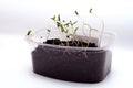 Seedling and sprout of green grass in a pot on a white background Royalty Free Stock Photo